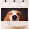 Beagle Face