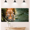 Tiger in Water