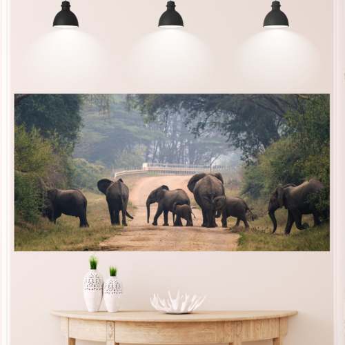 37 African Elephants