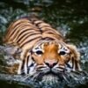Swimming Tiger