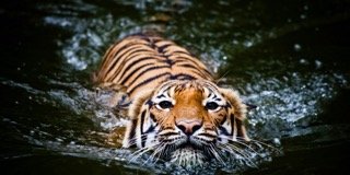 Swimming Tiger