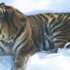 Tiger in Snow