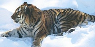Tiger in Snow