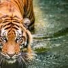 Tiger in Water