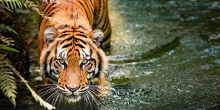 Tiger in Water
