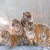 Four Tigers