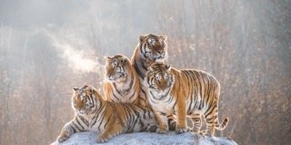Four Tigers
