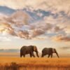 African Elephants