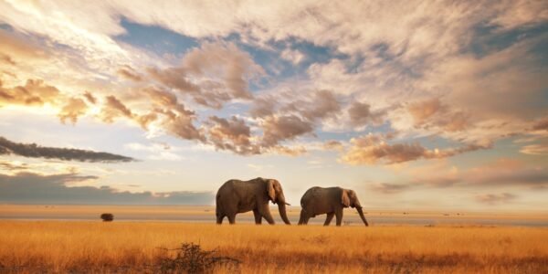 African Elephants