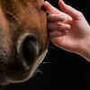 Untitled (4340 x 2160 px) (3200 x 1600 px) - 56 Hand Petting Horse