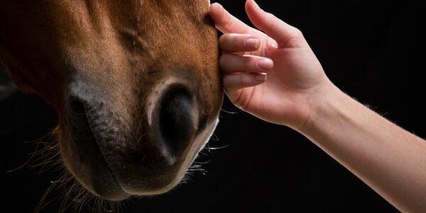 Untitled (4340 x 2160 px) (3200 x 1600 px) - 56 Hand Petting Horse