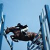 Show Jumping Horse