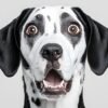 Surprised Dalmatian