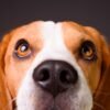 Beagle Face
