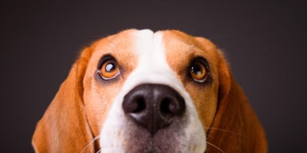 Beagle Face